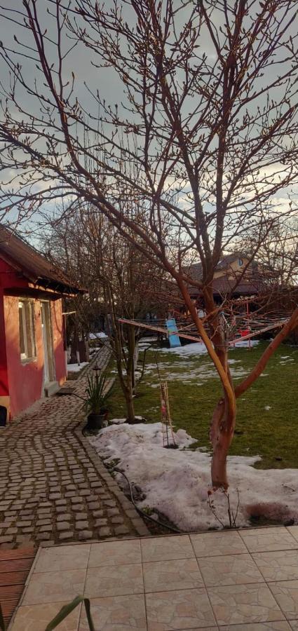 Rîşnov Casa Terzea酒店 外观 照片